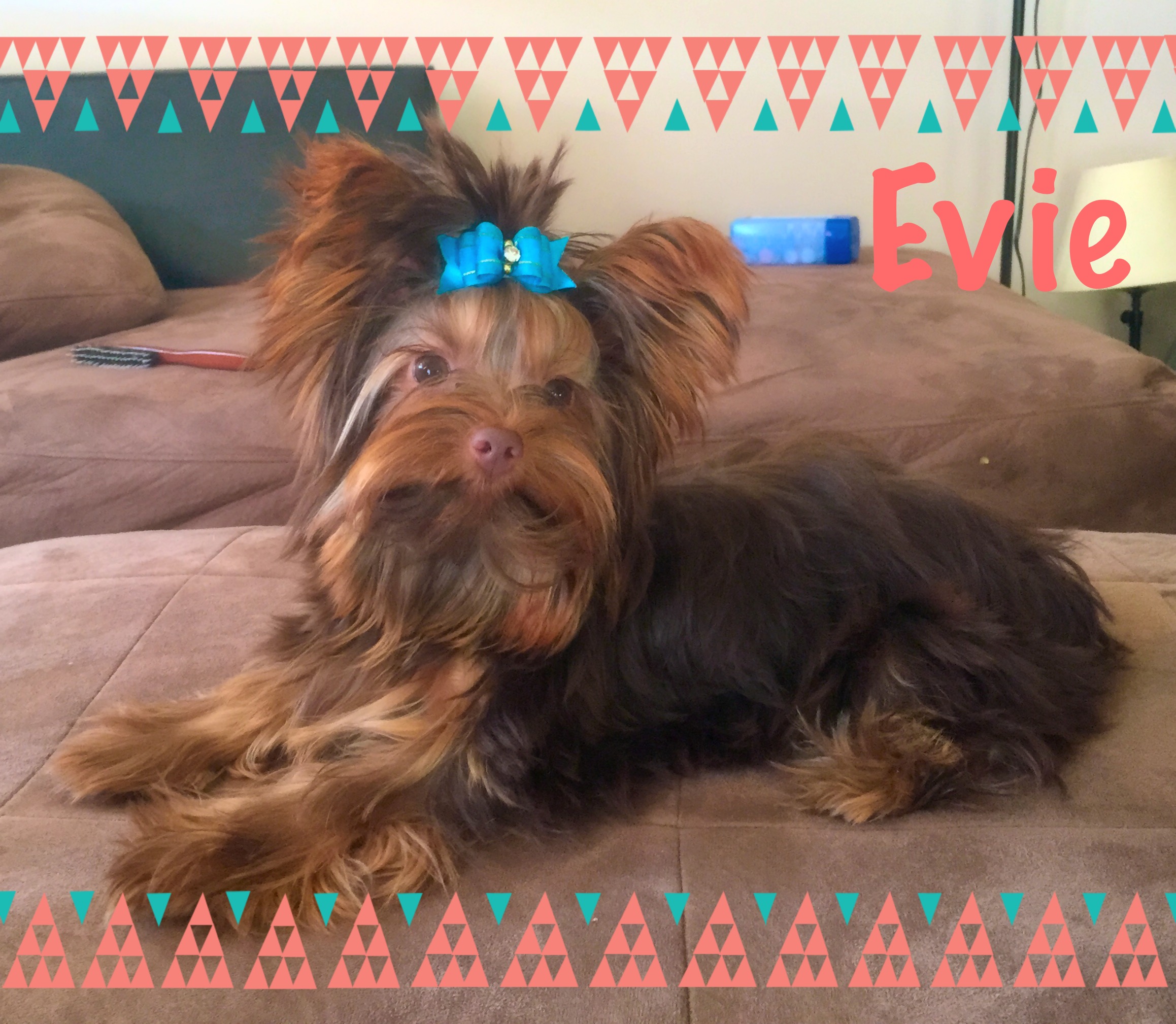 Teacup Parti Yorkie 6