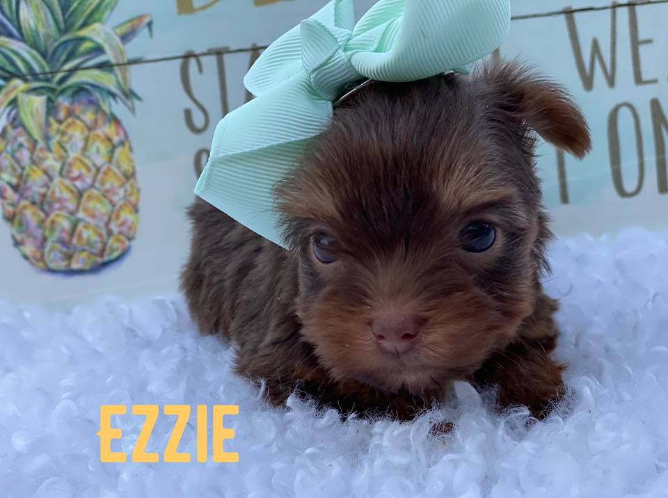 Past Teacup Parti Yorkie 7