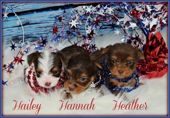 Past Teacup Parti Yorkie 9