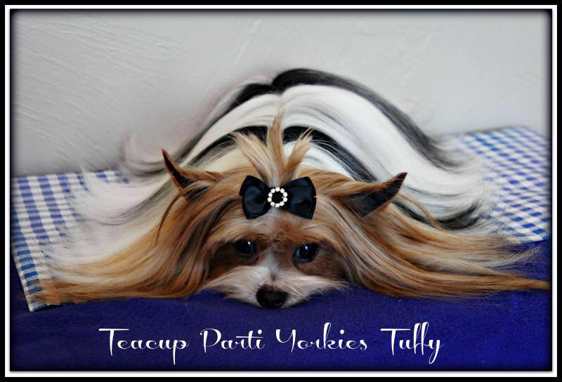 Past Teacup Parti Yorkie 10