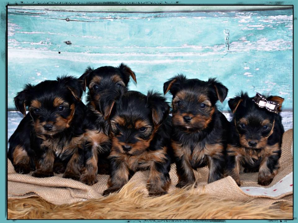 Past Teacup Parti Yorkie 12