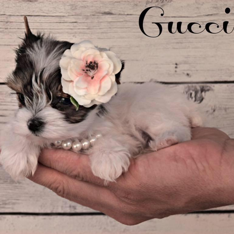 Past Teacup Parti Yorkie 14