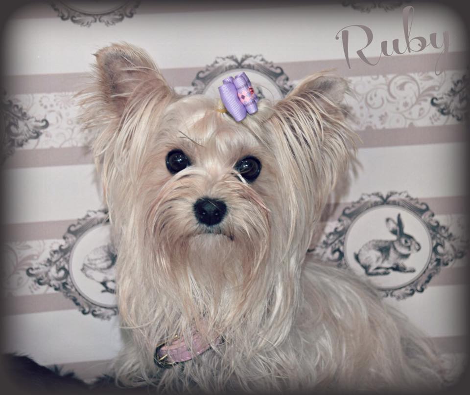 Past Teacup Parti Yorkie 15