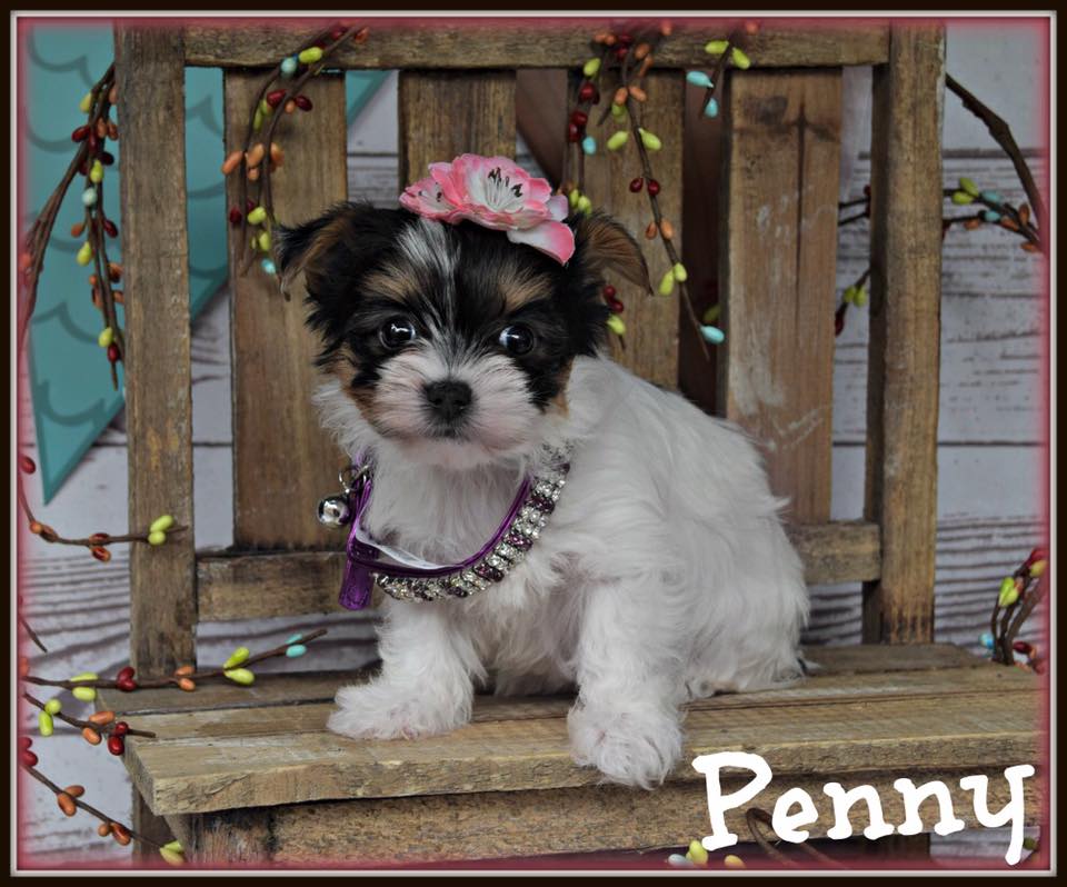 Past Teacup Parti Yorkie 17