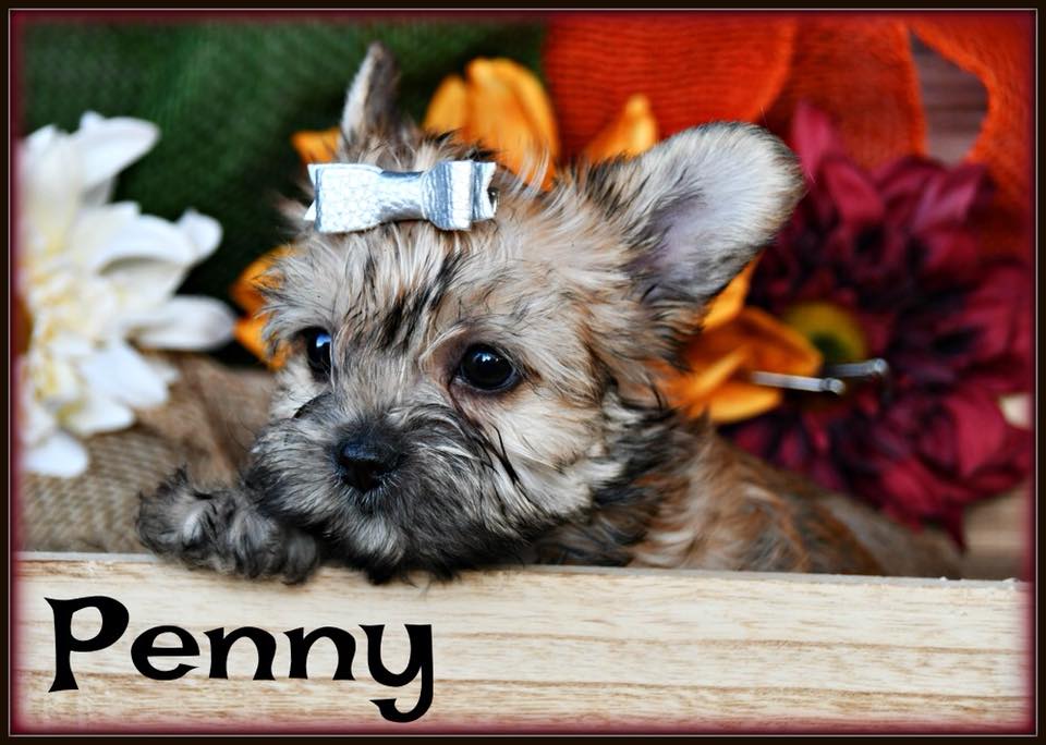 Past Teacup Parti Yorkie 18