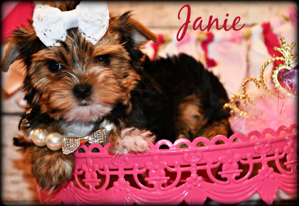 Teacup Parti Yorkie 2