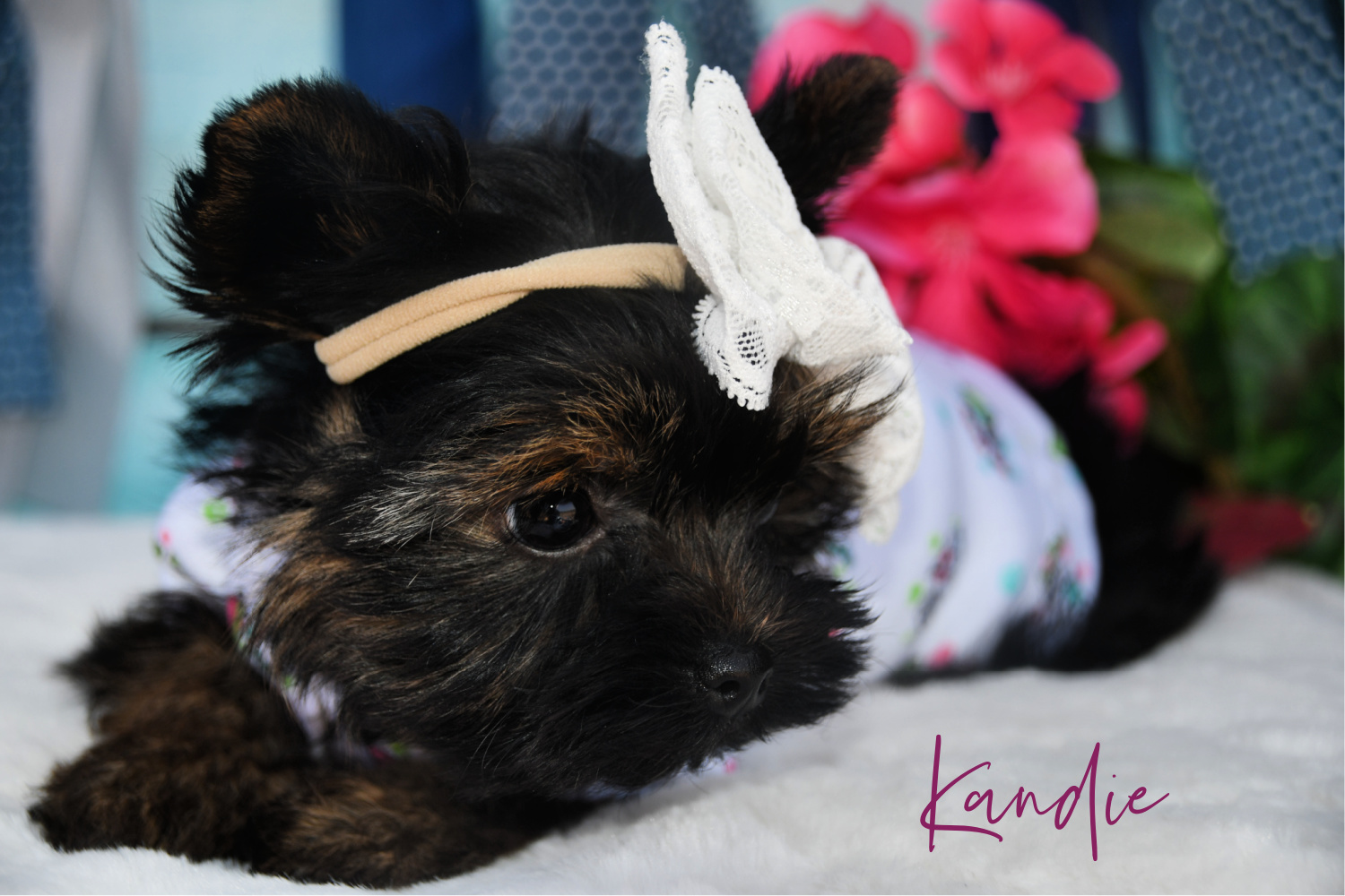 Teacup Parti Yorkie 1