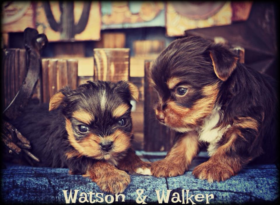 Past Teacup Parti Yorkie 20