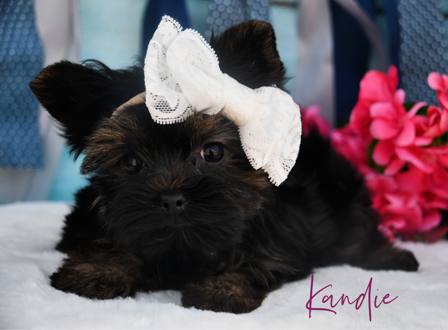 Teacup Parti Yorkie 4