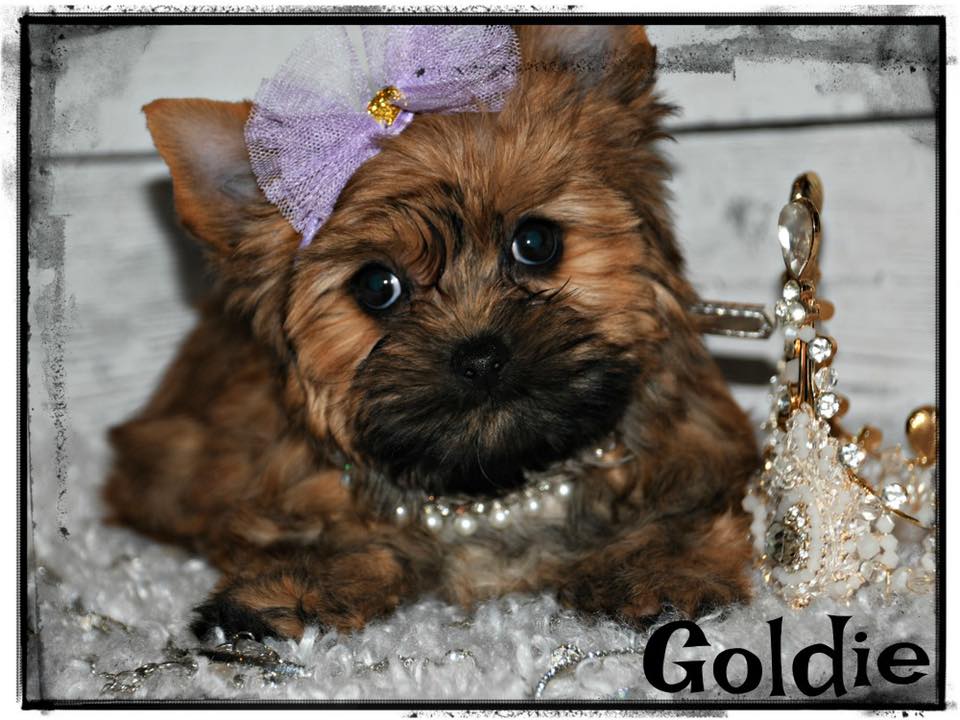 Past Teacup Parti Yorkie 22