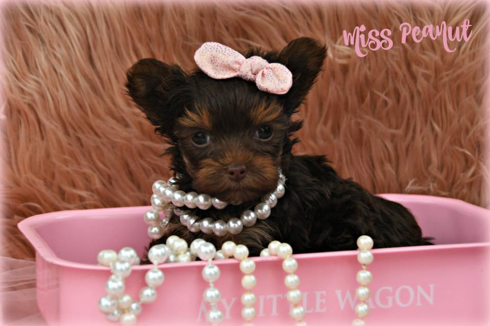 Past Teacup Parti Yorkie 24