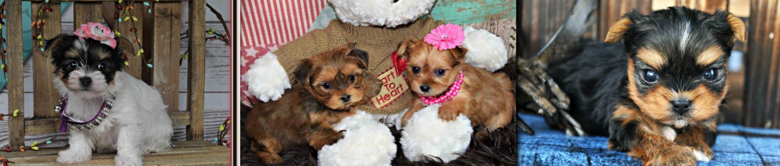 Teacup Parti Yorkie 5
