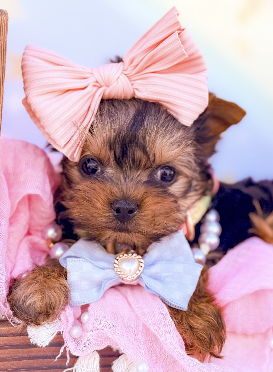 A teacup parti Yorkie puppy
