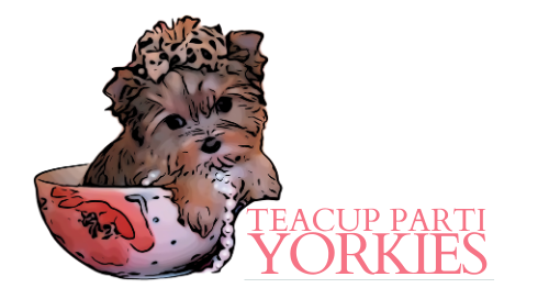 Teacup Parti Yorkies