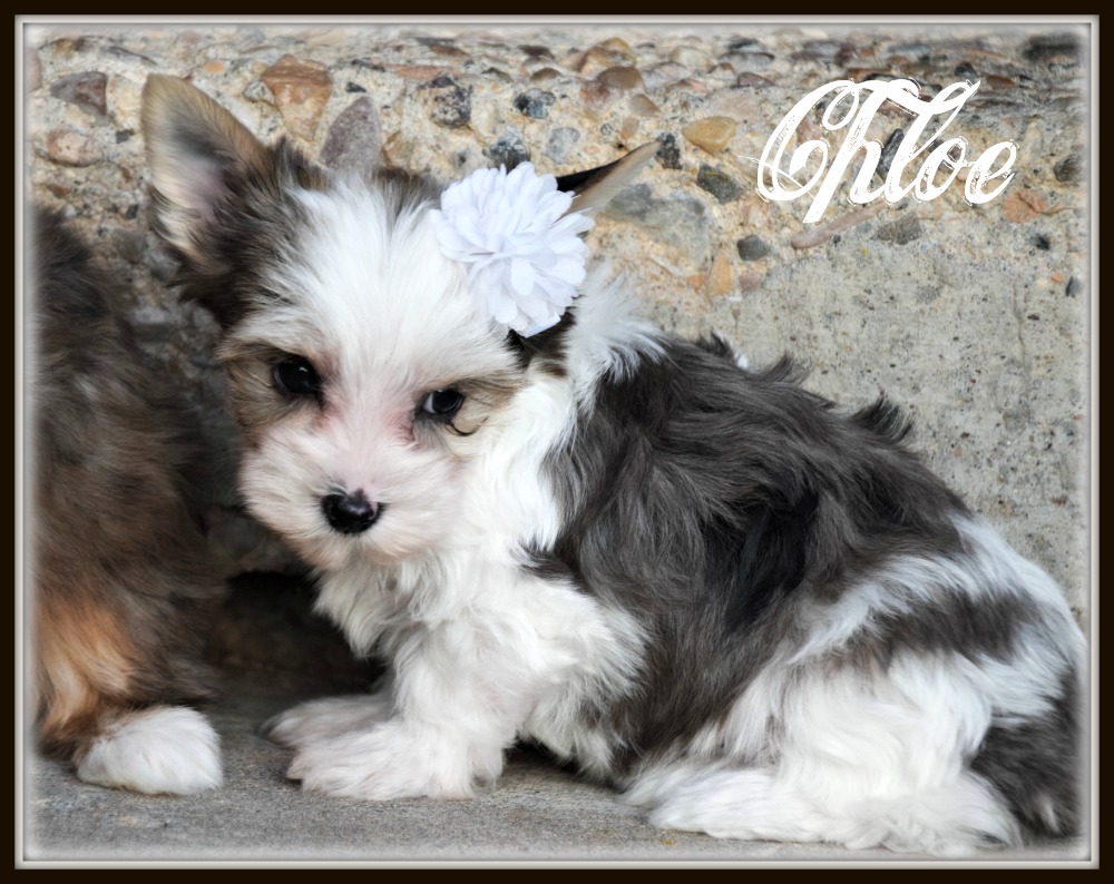 Teacup Parti Yorkie 3